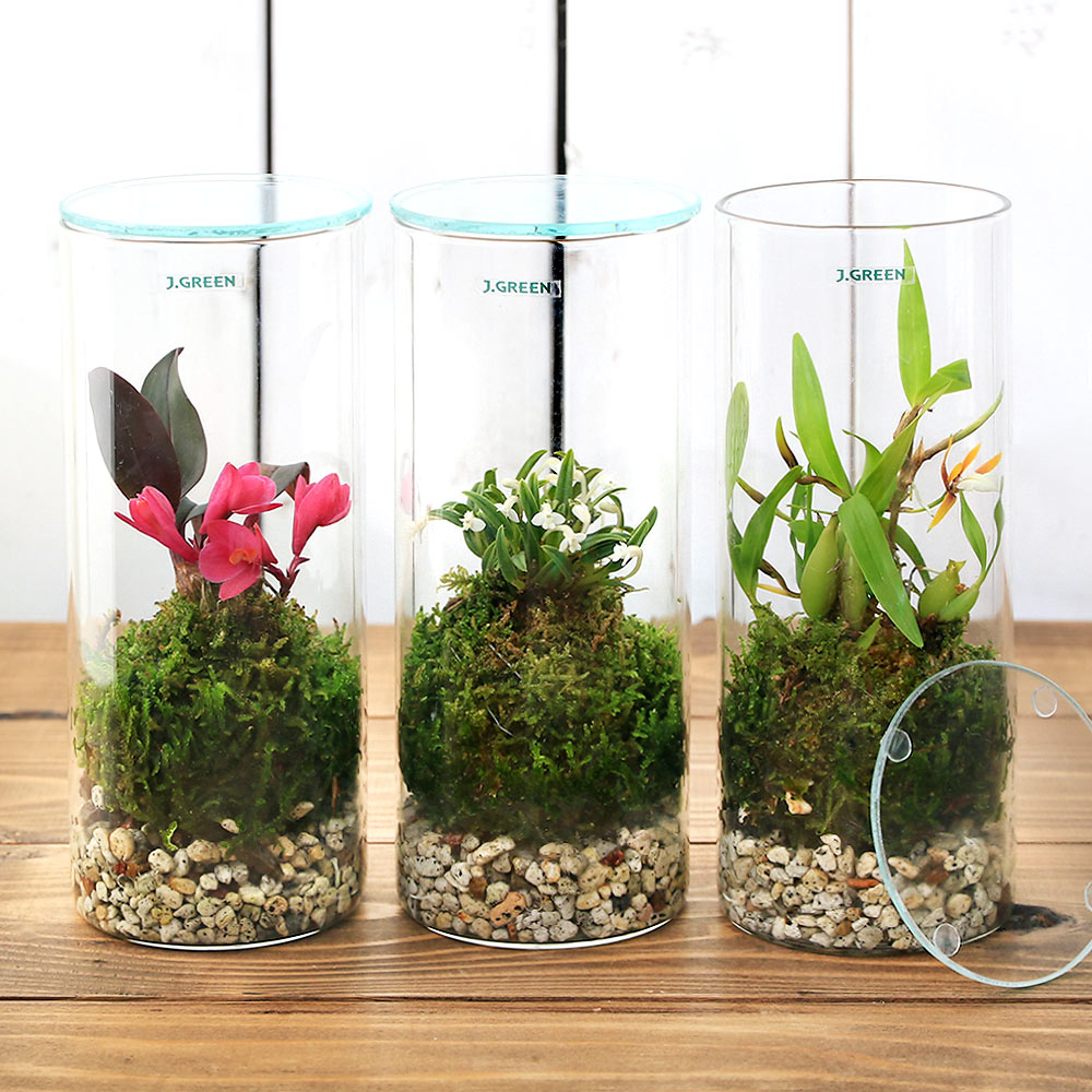 �ʴ��տ�ʪ���ݥƥ�ꥦ�ࡡ�Υ���ʼ浪�ޤ���������ܥȥ�S�����������ա�1�ġˡ������ƥ�ꥦ�ࡡ�ݥƥ顡�����ƥ顡�ݡ�����ƥꥢ