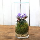 (観葉植物)苔テラリウム セントポーリア 品種おまかせ 円柱ボトルLサイズ 蓋付(1個) コケテラリウム 苔テラ コケテラ 苔 インテリア