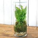 (観葉植物)苔テラリウム ツデー 円柱ボトルLサイズ 蓋付(1個) コケテラリウム 苔テラ コケテラ 苔 インテリア