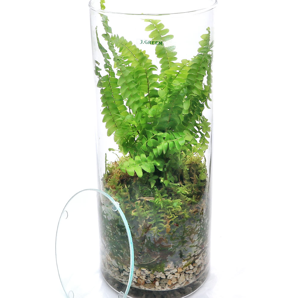 �ʴ��տ�ʪ���ݥƥ�ꥦ�ࡡ�ĥǡ�������ܥȥ�L�����������ա�1�ġˡ������ƥ�ꥦ�ࡡ�ݥƥ顡�����ƥ顡�ݡ�����ƥꥢ