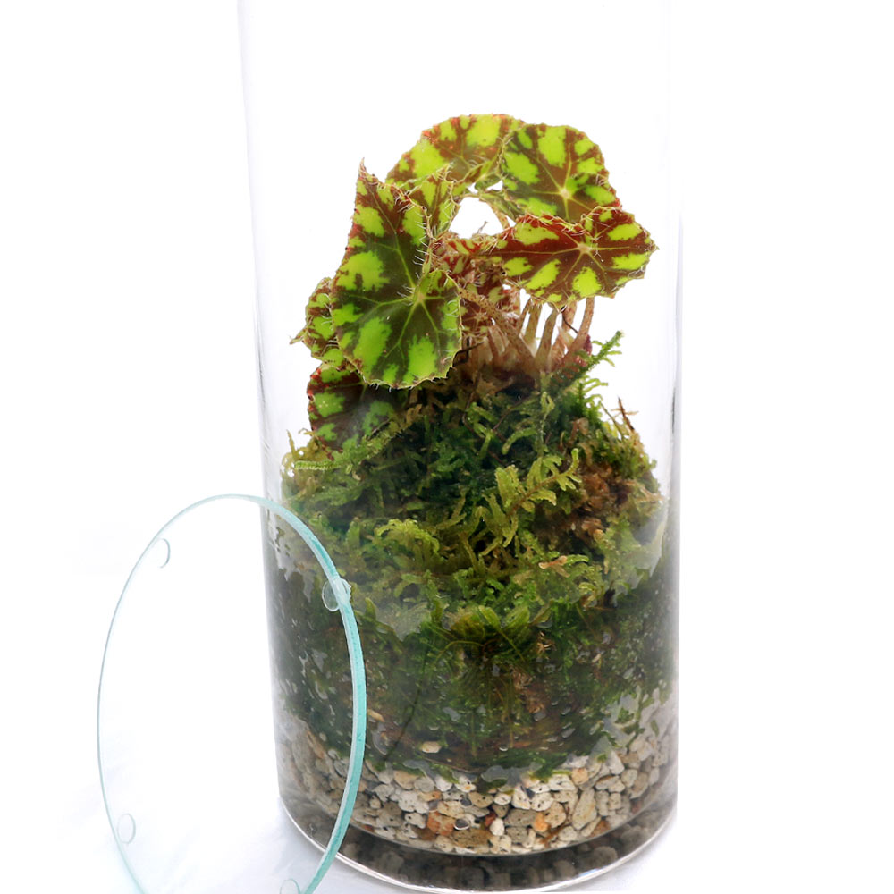 �ʴ��տ�ʪ���ݥƥ�ꥦ�ࡡ�٥��˥�����������������ܥȥ�L�����������ա�1�ġˡ������ƥ�ꥦ�ࡡ�ݥƥ顡�����ƥ顡�ݡ�����ƥꥢ