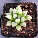 (多肉植物)ハオルチア 愛心寿(レツーサ) 2.5〜3号(1ポット)