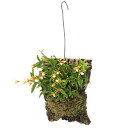 (観葉植物)ディネマ ポリブルボン バージンコルク付け(1個)