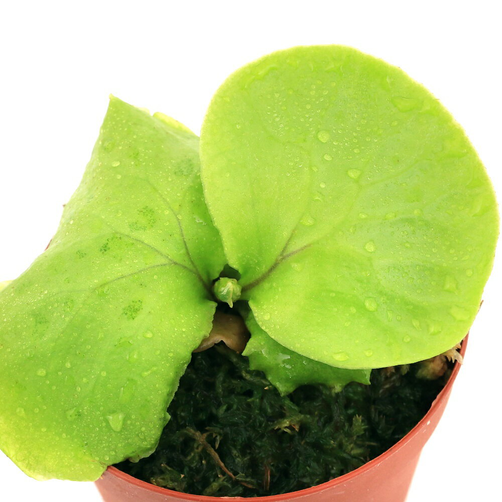 観葉植物 ビカクシダ リドレイ スポア 2．5～3号 1鉢 順化済み リドレィ リドレー