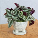 (観葉植物)トラディスカンチア 和風陶器鉢植え(1鉢) 受皿付 山苔 鉢植え おしゃれ 室内 プレゼント