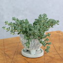 (多肉植物)セダム 品種おまかせ 和風陶器鉢植え 鉢色おまかせ(1鉢) 受皿付 軽石 多肉植物 おしゃれ プレゼント