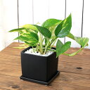 (観葉植物)ポトス 品種おまかせ 陶器鉢植え マットブラック塗装鉢(1鉢)受け皿付き 白砂利 おしゃれ