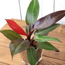（観葉植物）フィロデンドロン　9φサイズ　レカトン植え　ハイドロカルチャー（1個）　鉢植え　おしゃれ　室内　プレゼント 2