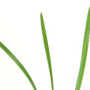 (観葉植物)ハーブ苗 ツルバキア(瑠璃二文字) 3号(1ポット) 家庭菜園