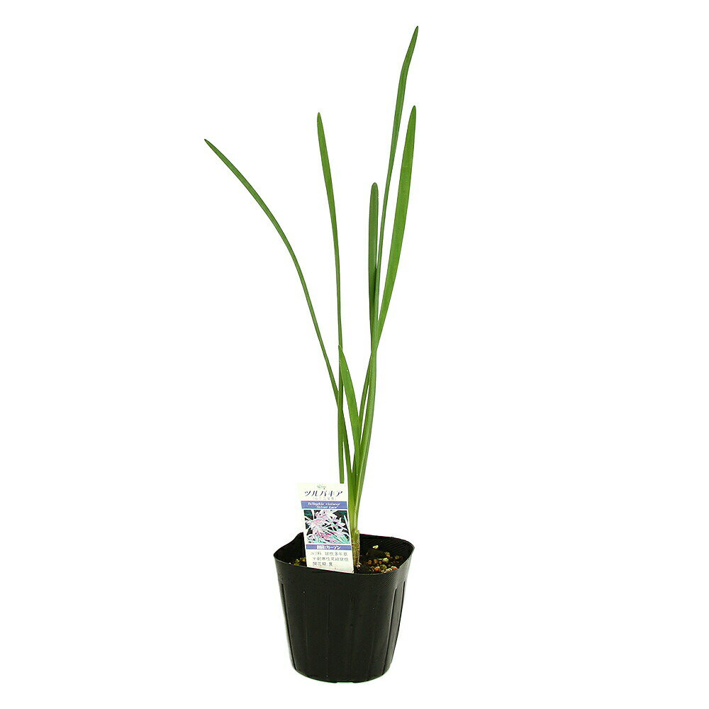 （観葉植物）ハーブ苗　ツルバキア（瑠璃二文字）　3号（1ポット）　家庭菜園