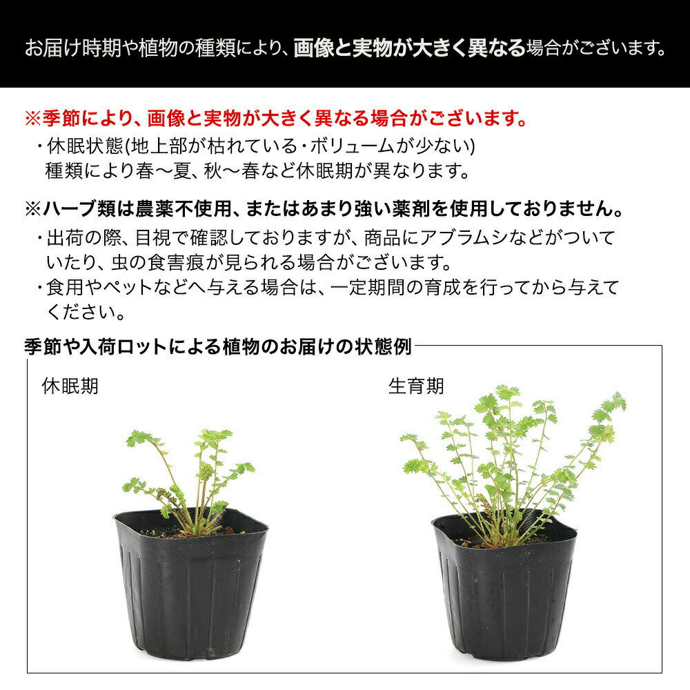 （観葉植物）ハーブ苗　ツルバキア（瑠璃二文字）　3号（1ポット）　家庭菜園