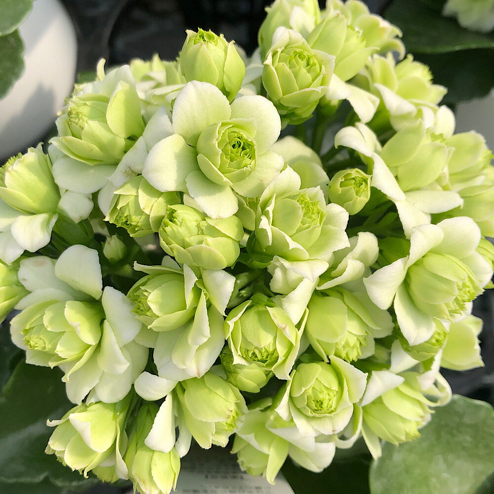 カランコエクイーンローズパリホワイ...