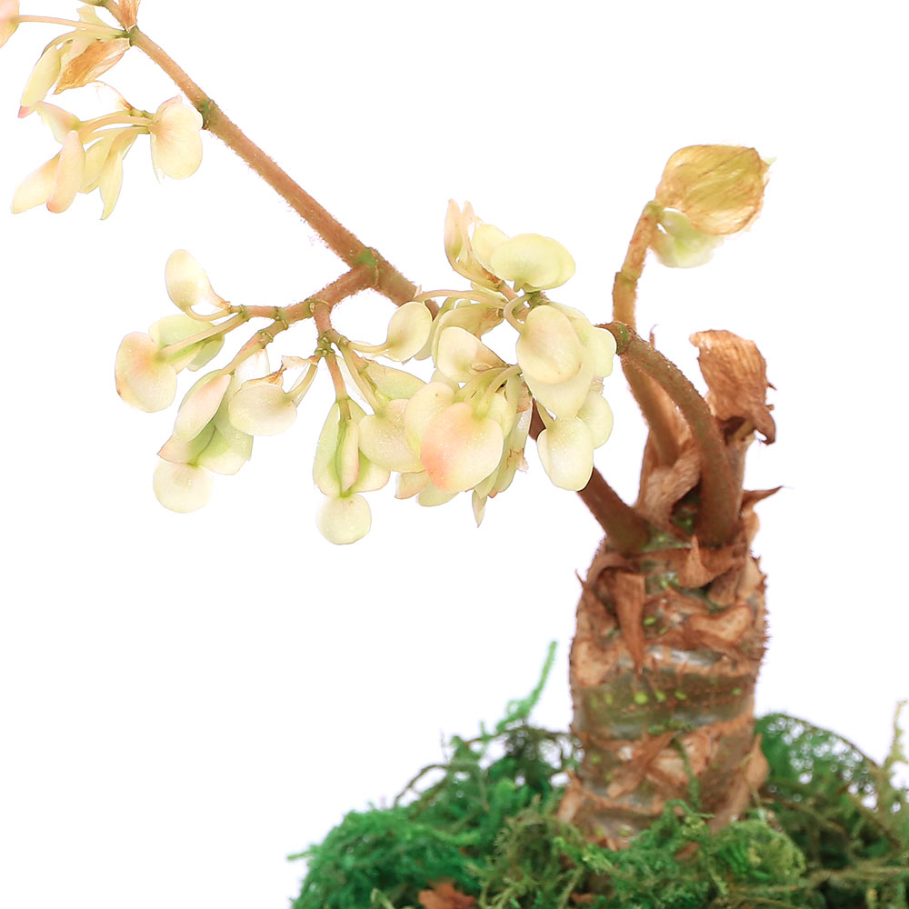 （観葉植物）ベゴニア さくらベゴニア 3．5号（1鉢）