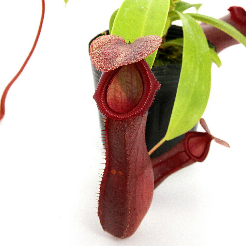 （食虫植物）ウツボカズラ ネペンテス ビリー ベイリー 2～2．5号（1ポット）