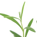 (観葉植物)ハーブ苗 ラベンダー ラバンジン スーパー 3号(1ポット) 家庭菜園