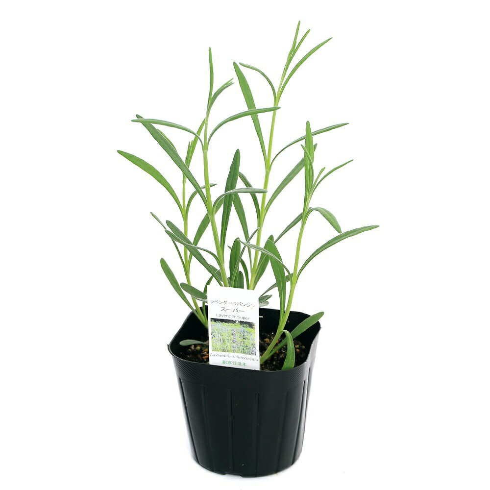 （観葉植物）ハーブ苗　ラベンダー　ラバンジン　スーパー　3号（1ポット）　家庭菜園