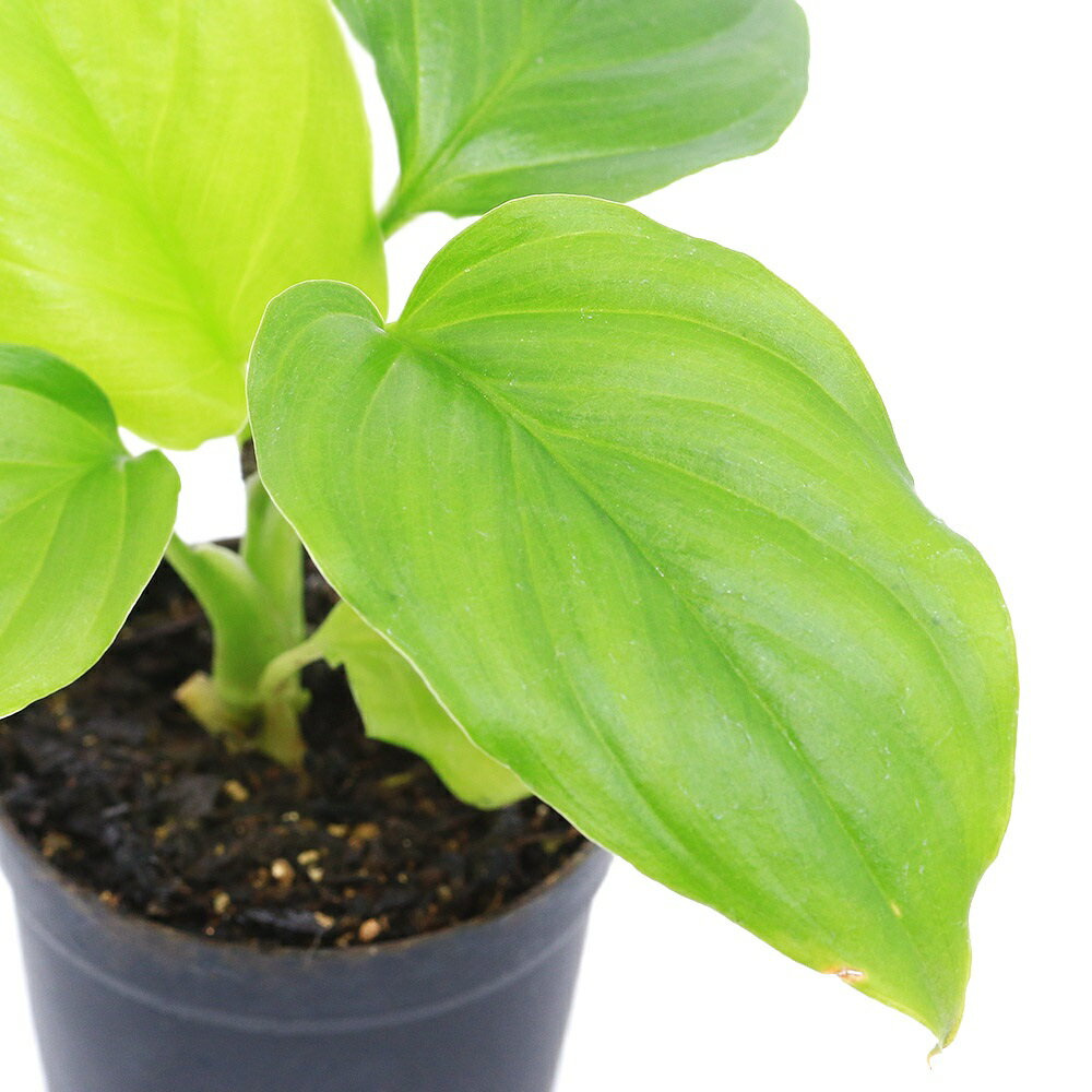 （観葉植物）ビバリウムプランツ ホマロメナ オクルタ 3cmポット（1ポット）