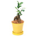 (観葉植物)小さい インテリア ガジュマル 陶器鉢植え パステルホルべL イエロー(1鉢)受皿付き! ココヤシファイバー おしゃれ 室内 プレゼント