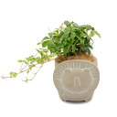 (観葉植物)シュガーバイン セメント鉢植え リオンスフェールサークル ブラウン(1鉢) ココヤシファイバー 鉢植え植物 インテリア おしゃれ