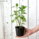 (観葉植物)ハーブ苗 ミント ニホンハッカ すずかぜ 3号(3ポット) 家庭菜園