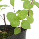 (観葉植物)ハーブ苗 ミント ニホンハッカ ほうよう 3号(3ポット) 家庭菜園
