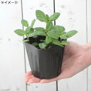 (観葉植物)ハーブ苗 ミント ニホンハッカ まんよう 3号(3ポット) 家庭菜園