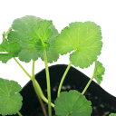 (観葉植物)ハーブ苗 ゼラニウム ココナッツ 3号(1ポット) 家庭菜園