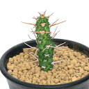 (多肉植物)ユーフォルビア エレンベッキー 2.5号(1鉢)