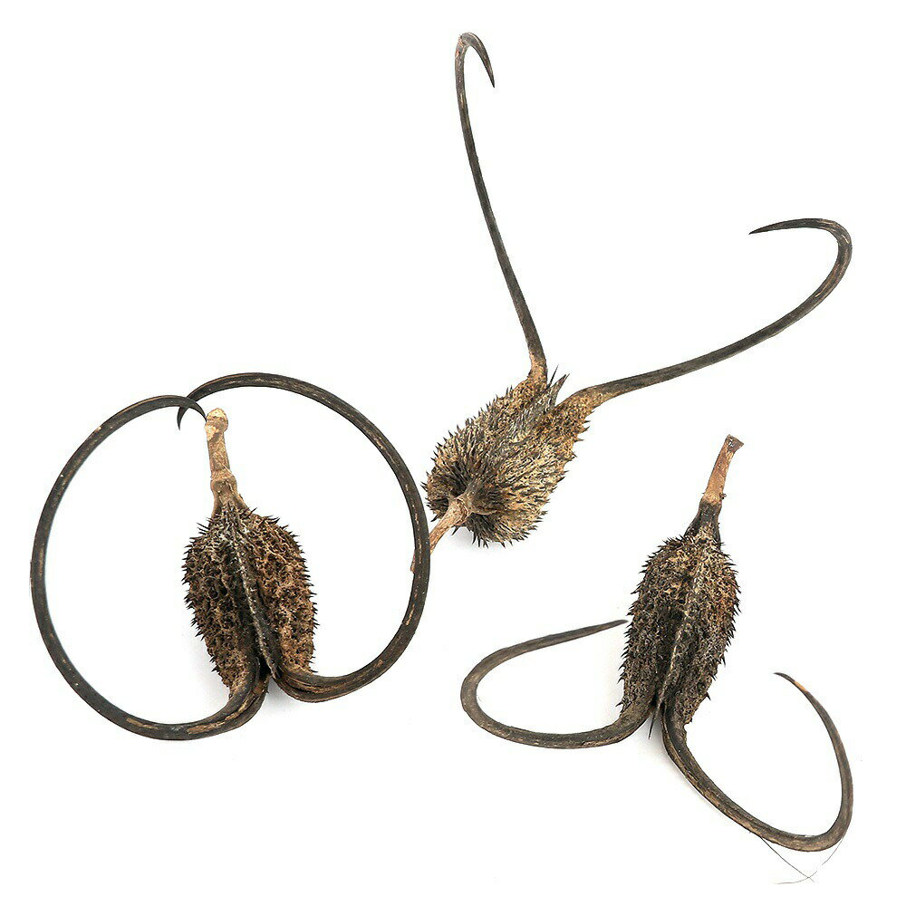 （観葉植物）イビセラ　ルテア　悪魔の爪　ツノゴマ（1個）　ハロウィン　インテリア　魔除け