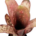 (観葉植物)ビルベルギア ’ドリーム’(ドリームス) 3号(1株)タンクブロメリア