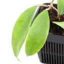 (観葉植物)ホヤ ネオエブディカ 3号(1鉢)