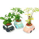(観葉植物)おまかせミニ観葉 クラシックカー 鉢色おまかせ(1鉢) セラミス 鉢植え おしゃれ 室内 プレゼント