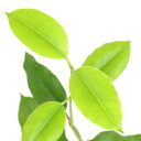(観葉植物)ホヤ インペリアリス パラワン 3号(1鉢)
