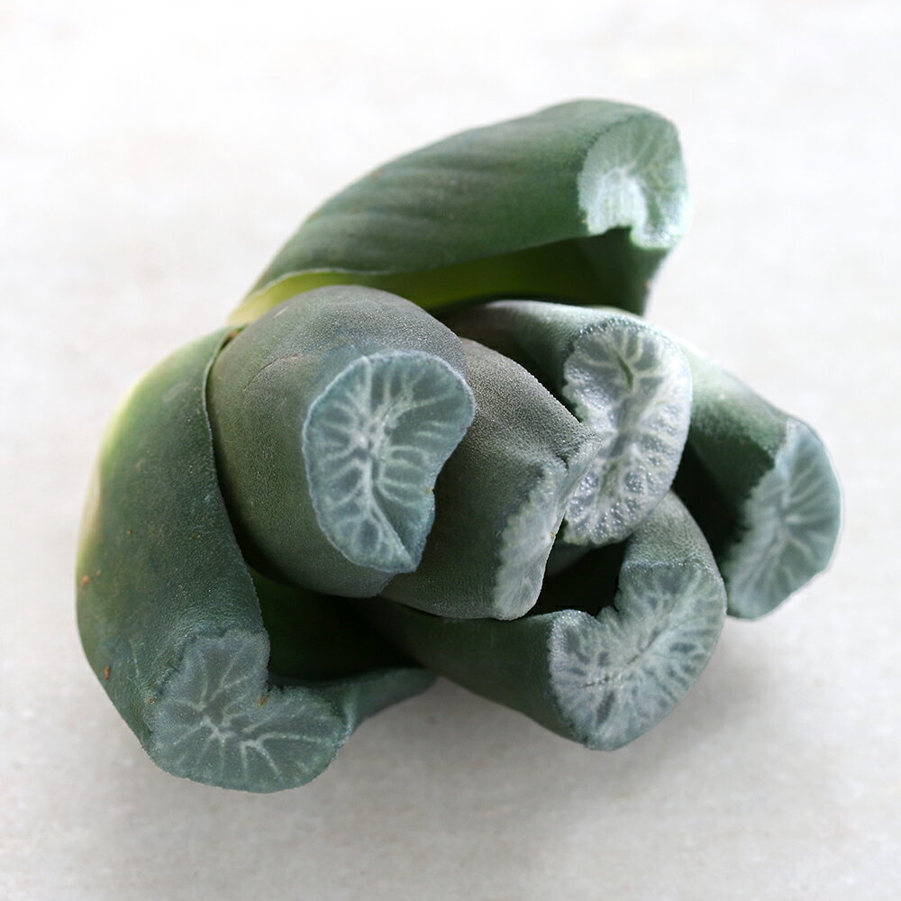 韓国苗ハオルチア万象マウガニー布引