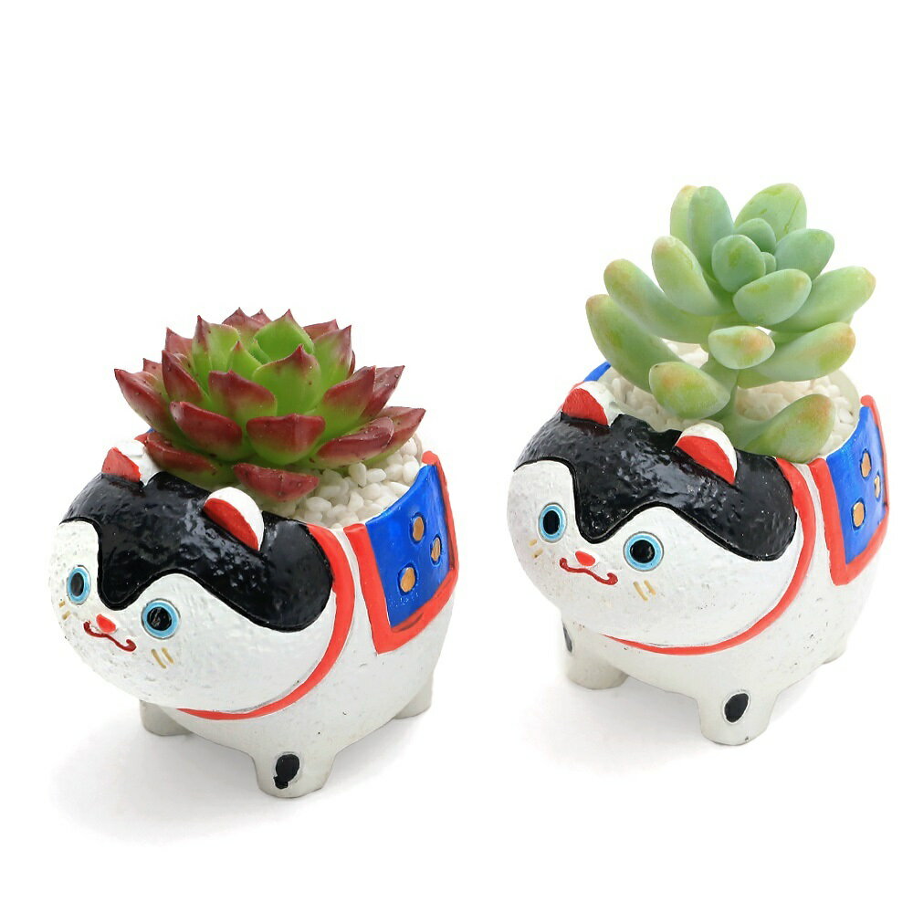 （多肉植物）おまかせプチ多肉　犬張子（1鉢）固まる砂