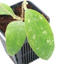 (観葉植物)ホヤ cv. ルティエ sp.UT‐168 3号(1鉢)