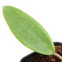 (観葉植物)ホヤ ブルサン 3号(1鉢)