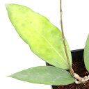 (観葉植物)ホヤ アモエナ 3号(1鉢)