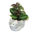 (観葉植物)おまかせミニ観葉 くつろぎ猫 アメリカンショートヘア グレー(1セット) 鉢植え おしゃれ 室内 プレゼント