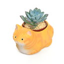 (観葉植物)おまかせプチ多肉 くつろぎ猫 アメリカンショートヘア イエロー(1セット)