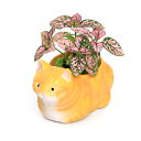 (観葉植物)おまかせミニ観葉 くつろぎ猫 アメリカンショートヘア イエロー(1セット) 鉢植え おしゃれ 室内 プレゼント
