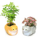 (観葉植物)おまかせミニ観葉 くつろぎ猫 スコティッシュフォールド グレー&イエロー(1セット) 鉢植え おしゃれ 室内 プレゼント