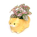 (観葉植物)おまかせミニ観葉 くつろぎ猫 マンチカン(1セット) 鉢植え おしゃれ 室内 プレゼント