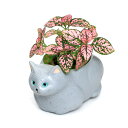 (観葉植物)おまかせミニ観葉 くつろぎ猫 ロシアンブルー(1セット) 鉢植え おしゃれ 室内 プレゼント