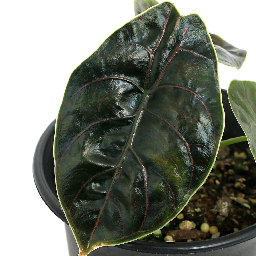 （観葉植物）アロカシア アズラニー 3．5～4号（1鉢）