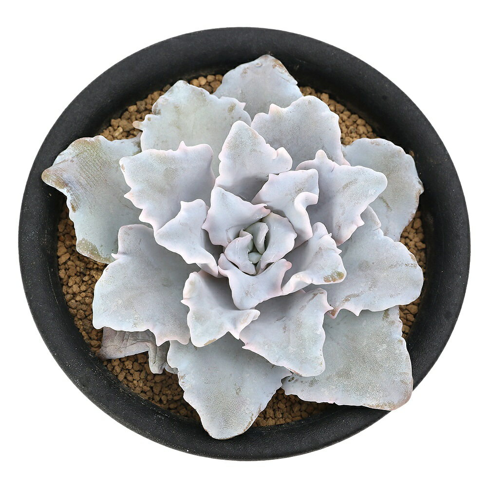 （多肉植物）エケベリア　クリスペートビューティ　2．5〜3号（1ポット）