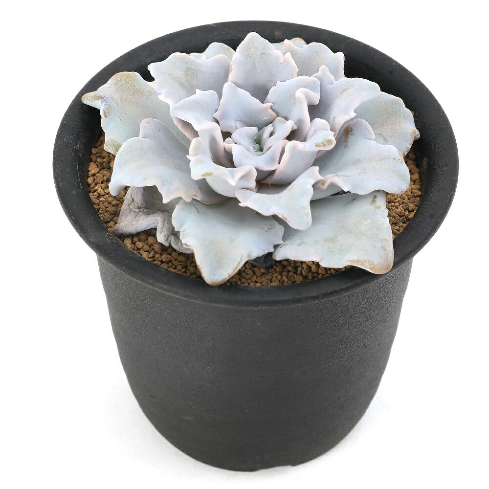 （多肉植物）エケベリア　クリスペートビューティ　2．5〜3号（1ポット）