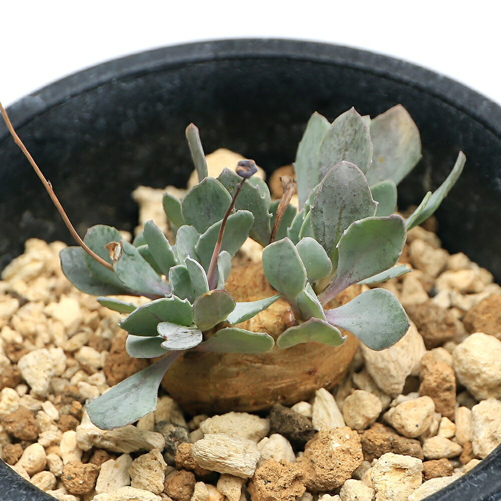 （多肉植物）オトンナ カカリオイデス 2．5〜3号（1鉢）