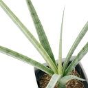 (観葉植物)インテリア サンスベリア ウィッチャゴールド 3.5号(1鉢)