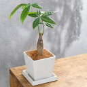 (観葉植物)パキラ 4号 ボタニースクエアポット 受皿付き!ココヤシファイバー 観葉植物 おしゃれ 卓上サイズ